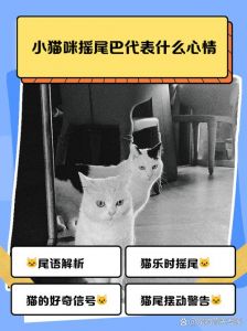解读它的情绪（小猫咪摇尾巴是高兴还是不高兴）