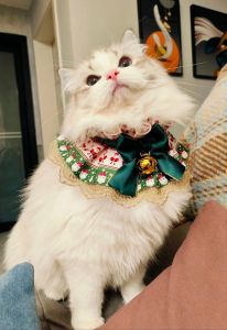 优雅仙女猫，温顺亲人，注意健康成本（仙女猫和布偶猫哪个好）