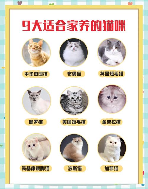 猫咪掉毛多?洗护梳毛饮食减压运动全搞定!(猫掉毛怎么办五大方法让你的猫不掉毛) 猫咪掉毛多?洗护梳毛饮食减压运动全搞定!(猫掉毛怎么办五大方法让你的猫不掉毛)