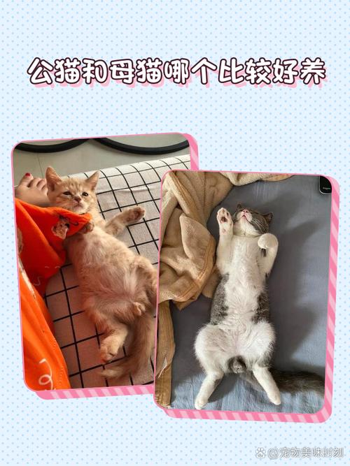 公猫粘人母猫独立,掉毛少但怕冷需保暖(德文公猫和母猫哪个好养) 公猫粘人母猫独立,掉毛少但怕冷需保暖(德文公猫和母猫哪个好养)
