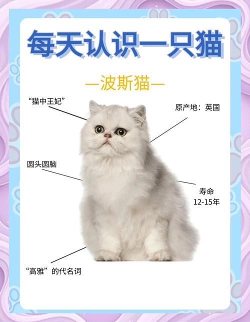 波斯猫加菲猫哪个好?选猫看性格和价格(波斯猫和加菲猫的区别图片) 波斯猫加菲猫哪个好?选猫看性格和价格(波斯猫和加菲猫的区别图片)