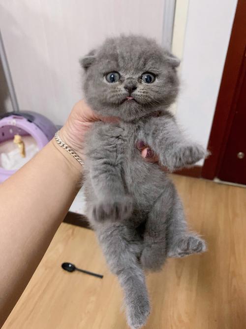 停止蓝猫折耳基因缺陷之痛，别让美观伤害它们！（蓝猫折耳猫为什么不能养）