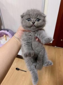 停止蓝猫折耳基因缺陷之痛，别让美观伤害它们！（蓝猫折耳猫为什么不能养）