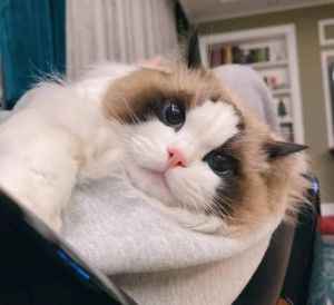 温柔布偶猫，耐心呵护爱相伴（做你的布偶猫）