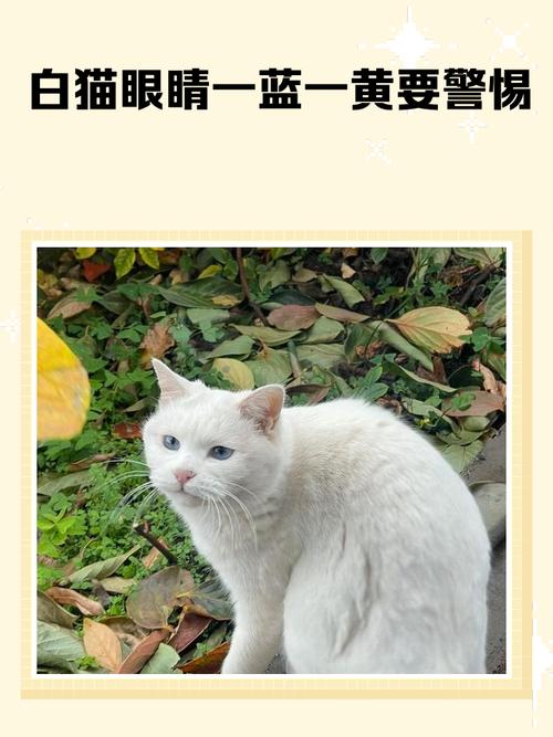 美丽也需多呵护(一只蓝眼睛一只黄眼睛是什么猫) 美丽也需多呵护(一只蓝眼睛一只黄眼睛是什么猫)