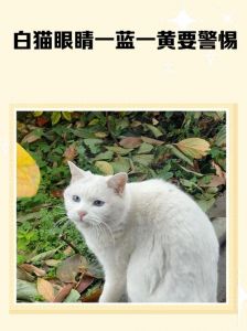美丽也需多呵护（一只蓝眼睛一只黄眼睛是什么猫）