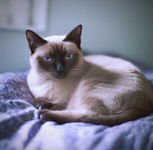可爱温和短毛猫，橘色活泼，好养易打理！（短毛猫咪品种）