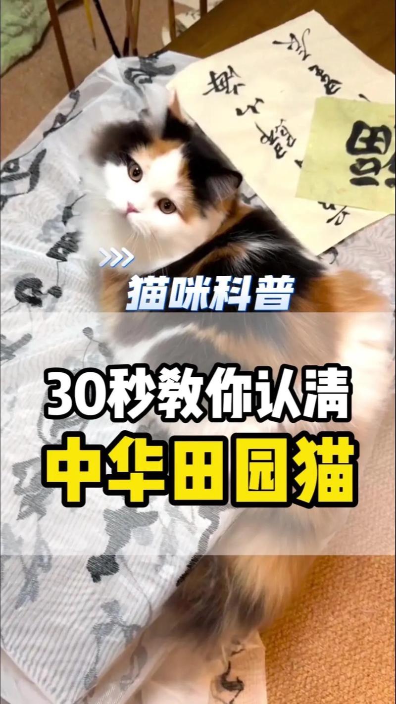 可爱活泼的伴侣,珍惜相伴时光(三花猫是哪三种颜色) 可爱活泼的伴侣,珍惜相伴时光(三花猫是哪三种颜色)