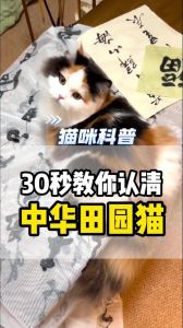 可爱活泼的伴侣，珍惜相伴时光（三花猫是哪三种颜色）