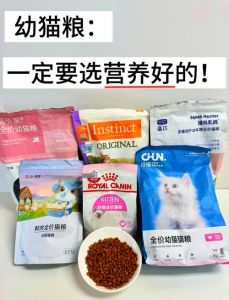 科学增重，选对猫粮增肌亮毛（什么猫粮增肥效果好）