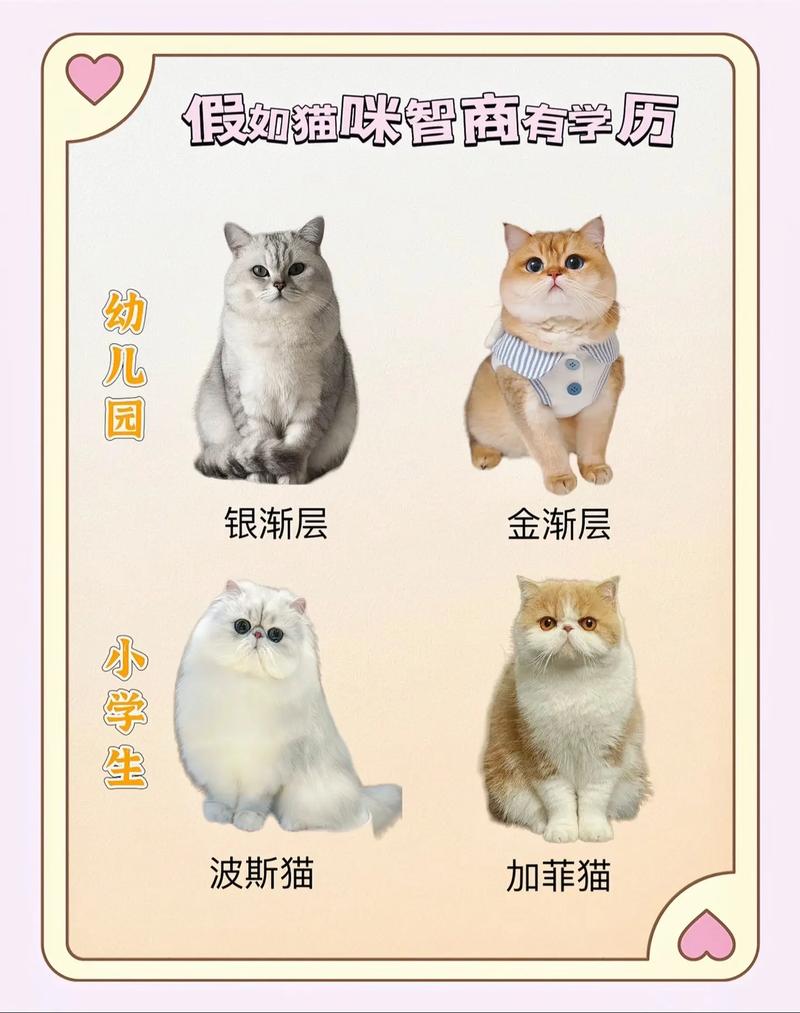 高智商猫咪品种大盘点,聪明又亲人!(世界上最聪明的猫排名前十名) 高智商猫咪品种大盘点,聪明又亲人!(世界上最聪明的猫排名前十名)