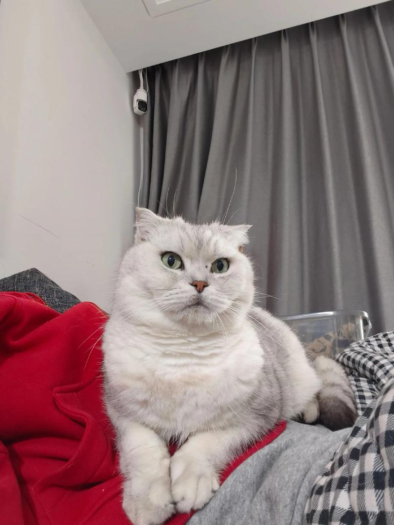 折耳猫价格2000元到上万元,看品相血统,但要注意遗传病风险!(折耳猫幼猫一只多少钱) 折耳猫价格2000元到上万元,看品相血统,但要注意遗传病风险!(折耳猫幼猫一只多少钱)