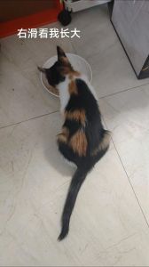 温顺粘人好伴侣，聪明忠诚超适应！（田园三花猫的特点）