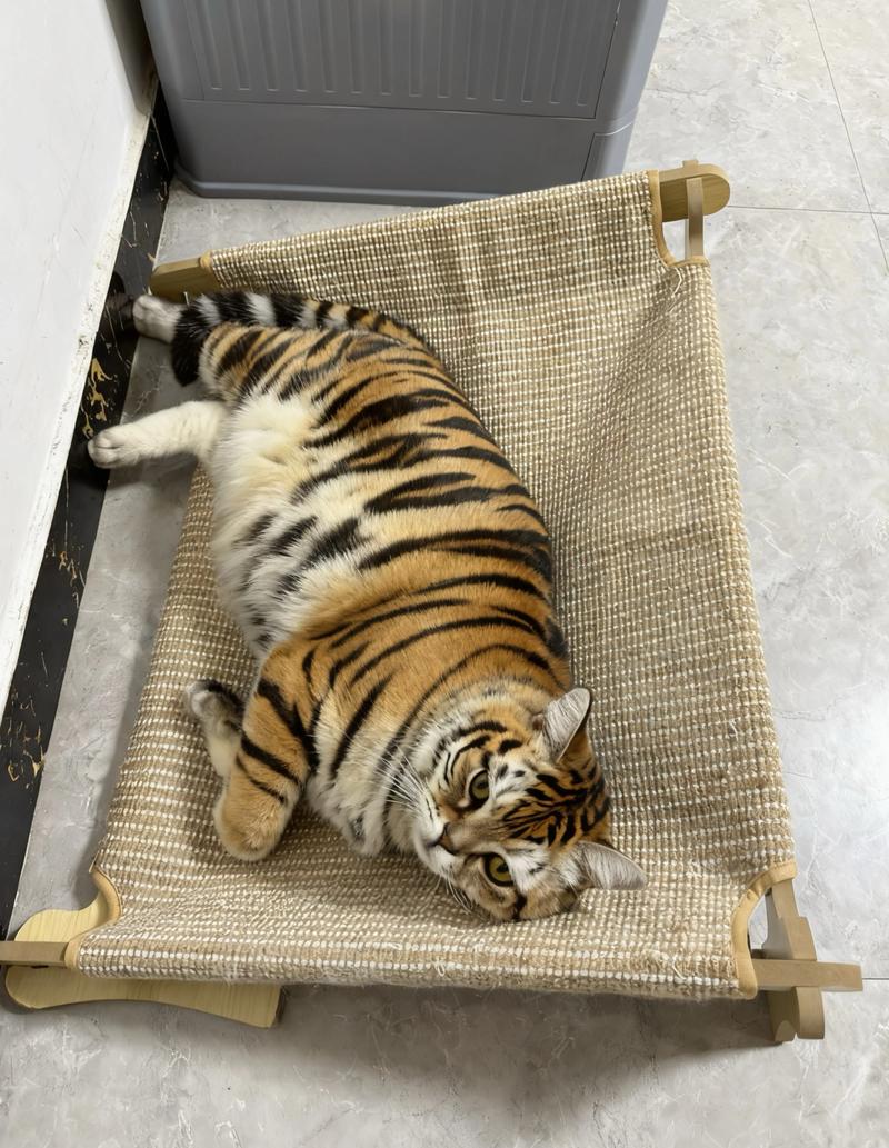 独立亲人,健康好伴侣(美短虎斑猫图片) 独立亲人,健康好伴侣(美短虎斑猫图片)