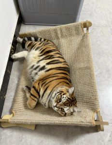 独立亲人，健康好伴侣（美短虎斑猫图片）