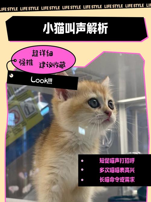 哨子零食问邻居唤名字(找猫咪最快最好的叫声) 哨子零食问邻居唤名字(找猫咪最快最好的叫声)