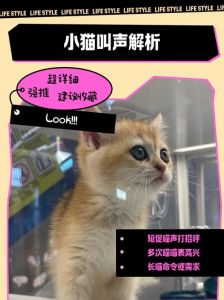 哨子零食问邻居唤名字（找猫咪最快最好的叫声）
