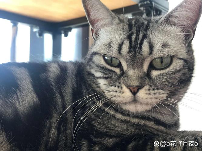 脸小耳大,身姿优雅,外貌独特(面部线条夸张的短毛宠物猫) 脸小耳大,身姿优雅,外貌独特(面部线条夸张的短毛宠物猫)