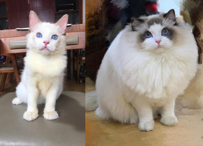 安静温柔粘人,聪明包容的布偶猫,理想伴侣(布偶猫选外向的好还是安静的好) 安静温柔粘人,聪明包容的布偶猫,理想伴侣(布偶猫选外向的好还是安静的好)