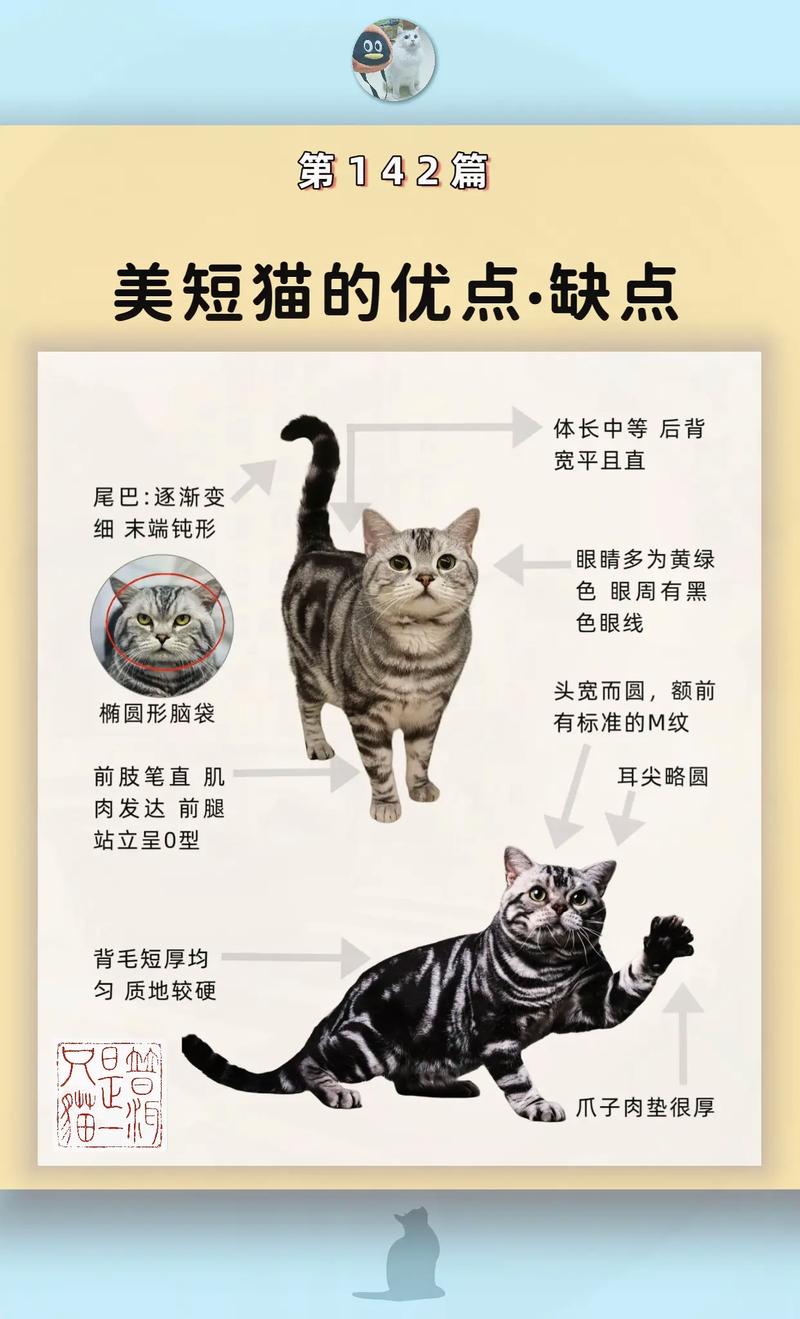 美短寿命15-20年?科学喂养助长寿!(美式短毛猫能活多久) 美短寿命15-20年?科学喂养助长寿!(美式短毛猫能活多久)