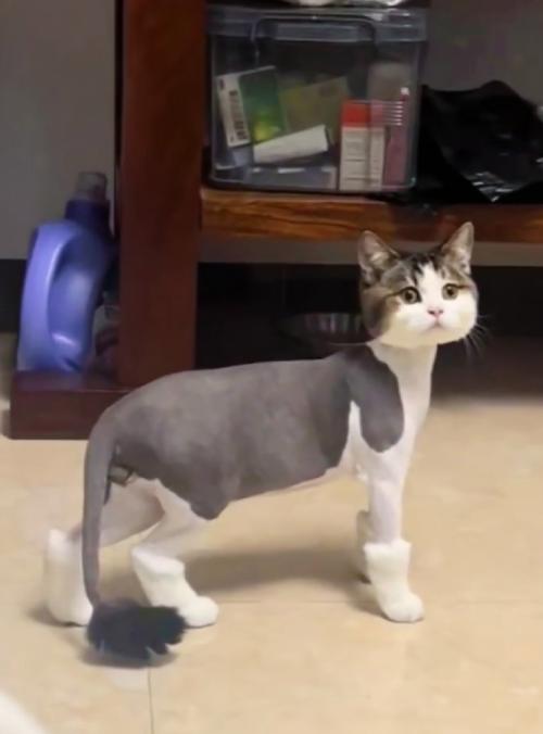 爱恨交织的毛发体验（剃毛后的猫咪图片）