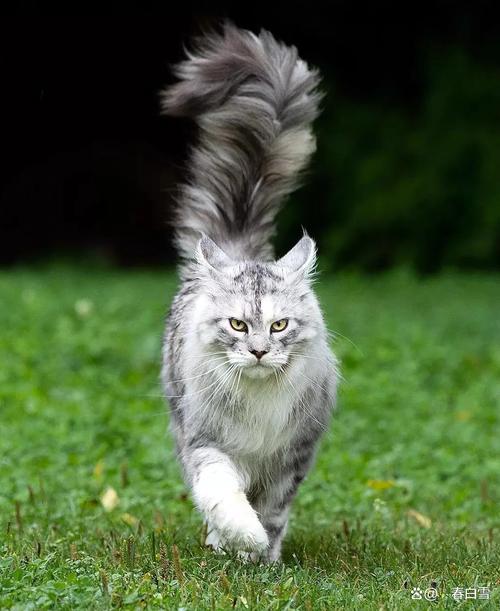 性格外貌大不同（公认十大最漂亮的猫）