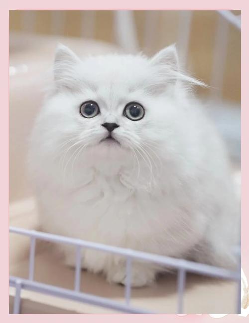 美丽背后的辛劳与乐趣（养金吉拉猫血泪史）