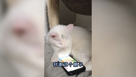专业配餐vs低价风险(布偶猫配餐陈初和林茶茶) 专业配餐vs低价风险(布偶猫配餐陈初和林茶茶)