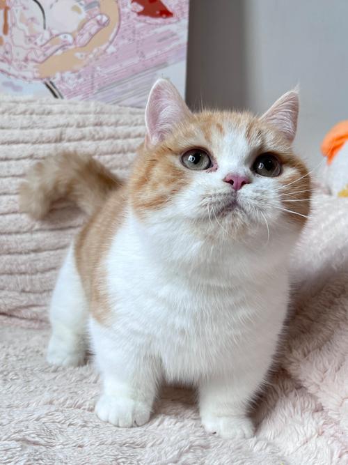 白色短毛猫品种多?别只看颜色!(白色的短毛猫有什么品种) 白色短毛猫品种多?别只看颜色!(白色的短毛猫有什么品种)