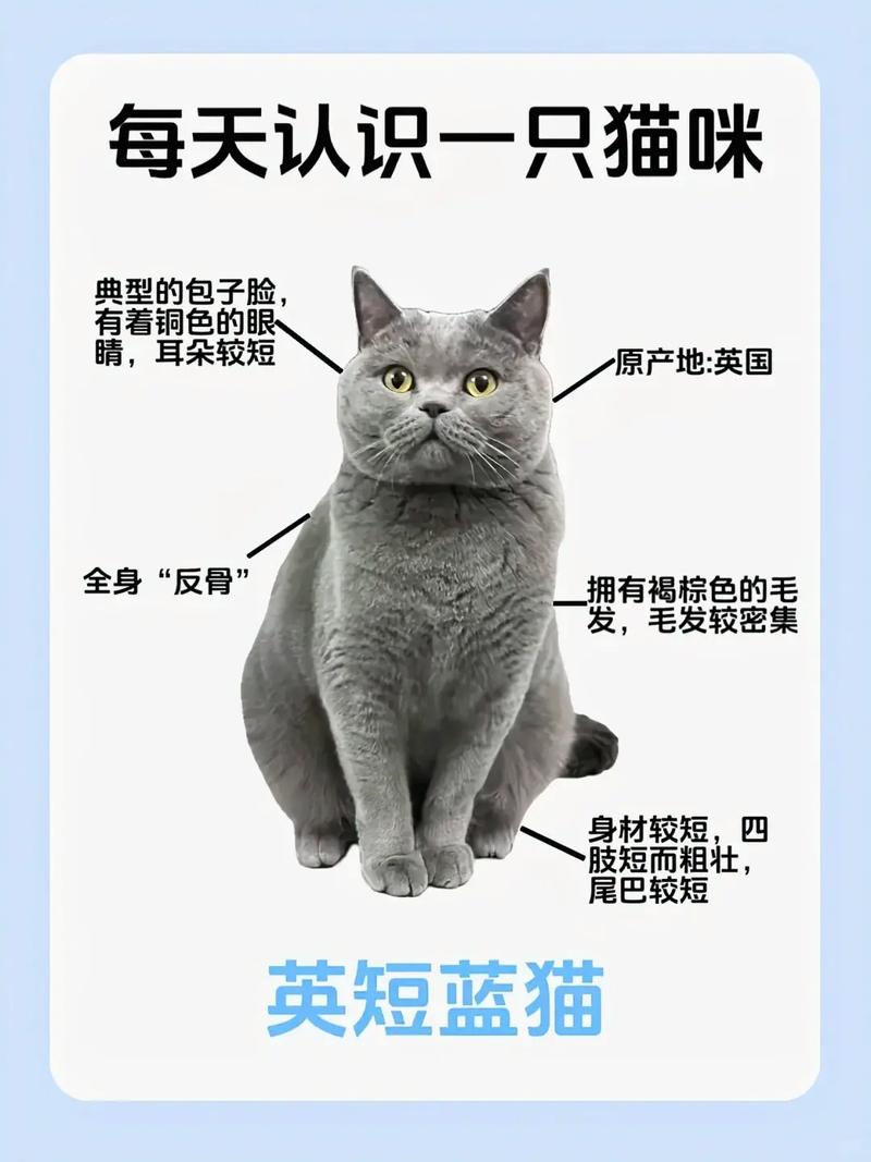 12种特色宠物猫介绍(英国猫咪品种大全及图片) 12种特色宠物猫介绍(英国猫咪品种大全及图片)