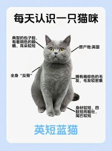 12种特色宠物猫介绍（英国猫咪品种大全及图片）