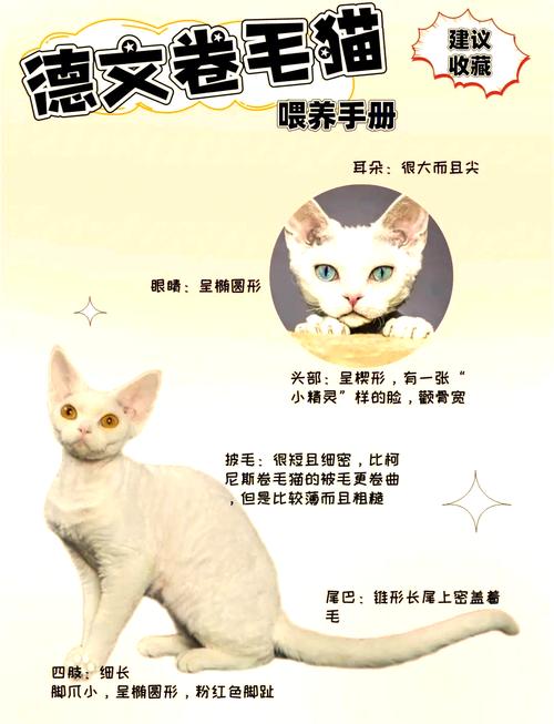 温情感伴,互动训练很重要(德文猫智商相当于人几岁) 温情感伴,互动训练很重要(德文猫智商相当于人几岁)