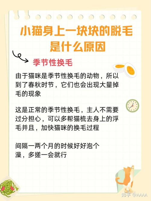 猫咪掉毛多?梳毛饮食要注意!(猫脱毛最好的解决办法) 猫咪掉毛多?梳毛饮食要注意!(猫脱毛最好的解决办法)
