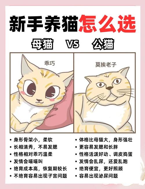 公猫母猫怎么选?性格颜值预算全考虑(养猫养公的还是母的好) 公猫母猫怎么选?性格颜值预算全考虑(养猫养公的还是母的好)