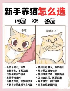 公猫母猫怎么选？性格颜值预算全考虑（养猫养公的还是母的好）