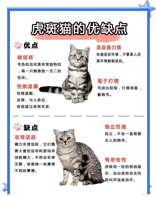 虎斑猫与混血猫(虎斑猫分几个品种图片) 虎斑猫与混血猫(虎斑猫分几个品种图片)