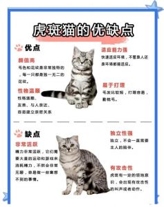 虎斑猫与混血猫（虎斑猫分几个品种图片）