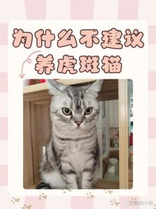 别喂乱补，耐心适应，科学喂养是关键（养虎斑猫十大禁忌）