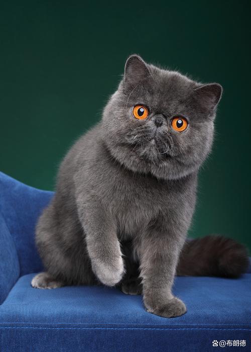 红虎斑异国短毛猫,温顺可爱!(红虎斑异国短毛猫) 红虎斑异国短毛猫,温顺可爱!(红虎斑异国短毛猫)