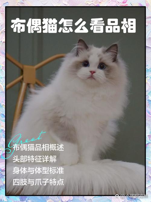 看爪眼体型等细节(怎么辨别布偶猫纯不纯) 看爪眼体型等细节(怎么辨别布偶猫纯不纯)