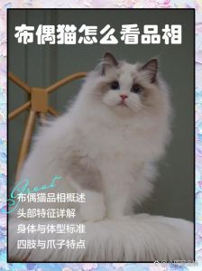 看爪眼体型等细节（怎么辨别布偶猫纯不纯）