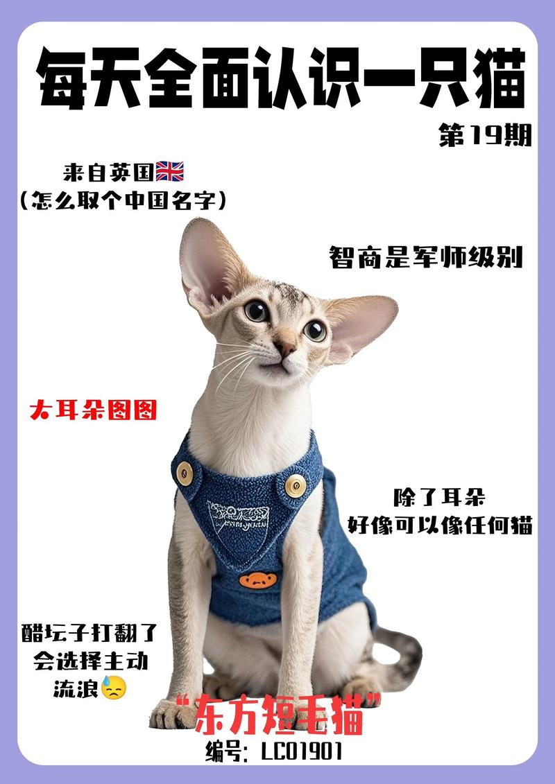 优雅亲人,活泼好动(短毛猫介绍) 优雅亲人,活泼好动(短毛猫介绍)