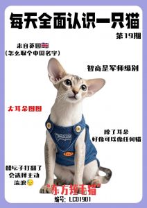 优雅亲人，活泼好动（短毛猫介绍）