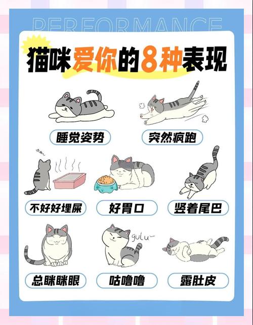 蹭脸露肚皮叫名字等,情意浓!(猫咪认主人的十种表现) 蹭脸露肚皮叫名字等,情意浓!(猫咪认主人的十种表现)