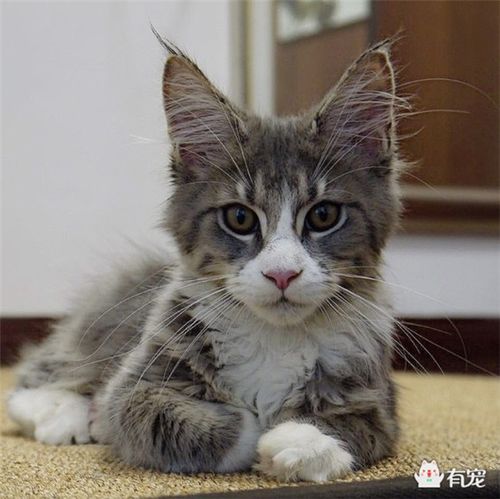 缅因猫发情怎么办?绝育更省心!(缅因猫母猫发情表现) 缅因猫发情怎么办?绝育更省心!(缅因猫母猫发情表现)