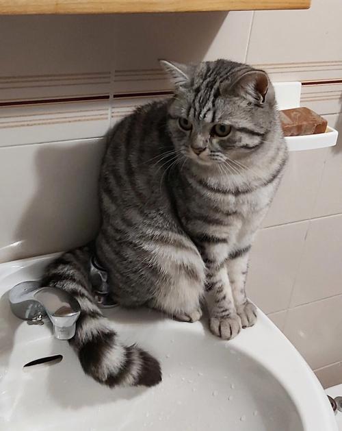 优雅独特,理想伴侣(英短虎斑猫图片) 优雅独特,理想伴侣(英短虎斑猫图片)