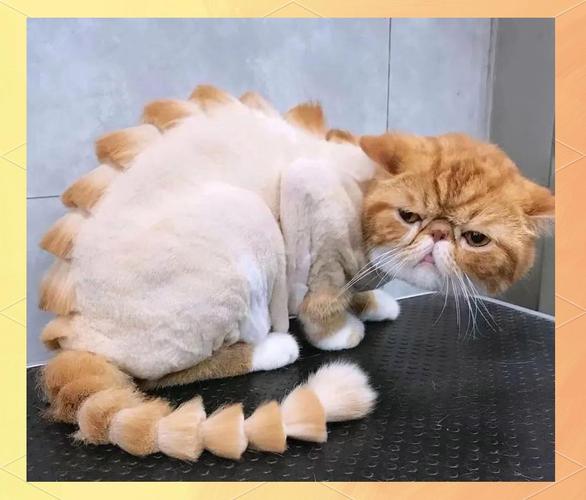 猫咪换季掉毛多?梳毛补营养是好方法!(猫咪多久剪一次毛) 猫咪换季掉毛多?梳毛补营养是好方法!(猫咪多久剪一次毛)