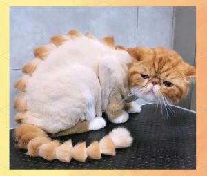 猫咪换季掉毛多？梳毛补营养是好方法！（猫咪多久剪一次毛）