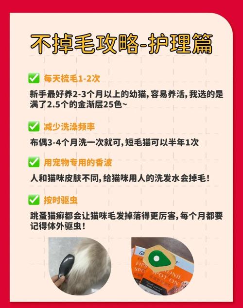 猫咪掉毛多?季节正常,异常需看医生!(猫咪掉毛是什么原因) 猫咪掉毛多?季节正常,异常需看医生!(猫咪掉毛是什么原因)