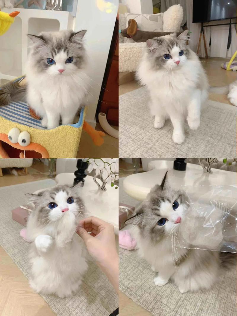 三个月布偶猫青春期,喂幼猫粮,社会化训练,勤梳毛少洗澡,室内养,多陪伴(三个月的布偶猫好养吗) 三个月布偶猫青春期,喂幼猫粮,社会化训练,勤梳毛少洗澡,室内养,多陪伴(三个月的布偶猫好养吗)